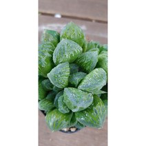 팅커벨 하월시아(미노르), 1개