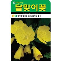 노란색의 달맞이꽃 씨앗(4000립)(A0686), 1개
