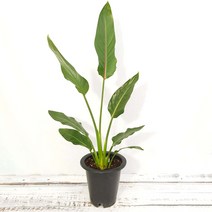 무지개정원 꽃피는극락조 대품 80-100cm 극락조