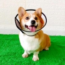 입질방지교육 훈련용 소형견용 넥카라 노령견 목커버
