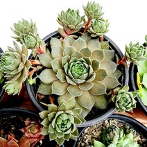 꽃나무팜 홍학바위솔 월동다육이 국민다육 반려식물 선별배송 다육이키우기