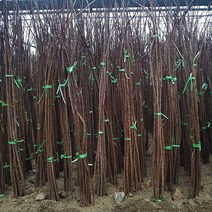 [새싹에서 나무까지] 자엽안개나무 삽목 특묘 (로얄퍼플)_스모크트리묘목