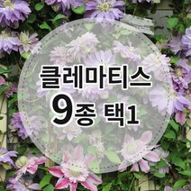 클레마티스9종 P12포트 으아리 넝쿨식물 덩쿨식물 으아리 야생화 노지월동, 2. 멀티블루