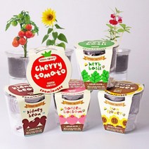 저면관수 식물키우기 5종모음, 봉선화