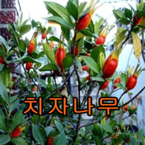 크렌베리묘목 포트묘3그루 유실수 꽃나무 나무묘목, 열매치자포트묘3주