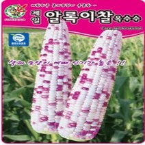 AR 알록이찰 옥수수 인기가 높은 씨앗