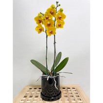 퀵 배송 농장직영배송 서울 경기 잠실개업화분 인사이동문구 교대승진축하난 문정축하화분 수서개업화분 서초승진축하난 장지승진난 서초승진난 잠실축하화분 문정축하화분 문정축하화분 퀵배송, 1.화이트