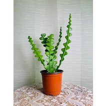 피쉬본 여러촉 생선뼈선인장 25~45cm 79