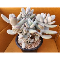 정화다육 다육식물 방울복랑 무지, 1개