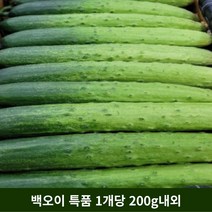 백오이 백다다기오이 오이소박이 당일물건, 50개, 1개당 200g내외