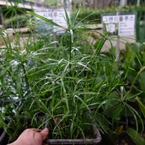 수생식물 시페루스 사각화분 R0923