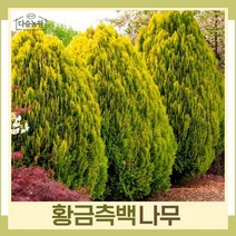 측백나무 묘목 황금측백 키70cm(분) 1개