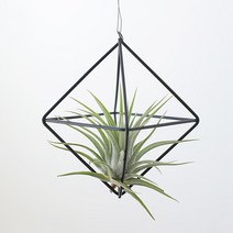 꼬띠 틸란드시아 이오난사 골드&블랙 오너먼트, 정사각(블랙)