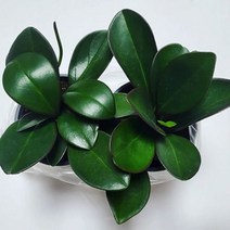 홍페페 공기정화식물 화분 꽃 키우기쉬운식물, 01_홍페페