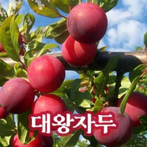 뿌리로템원예종묘_자두나무 묘목 왕자두 추희 후무사 접목1년 과일나무 유실수, 대왕자두 특묘 5주