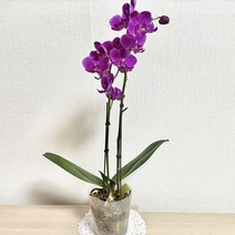 나만의화원 만천홍 서양란 호접란 서양난