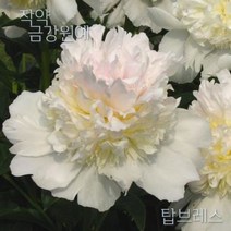 작약 숙근 입고 금강원예, 탑브레스