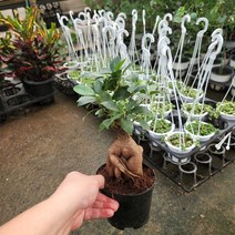 인삼팬더 공기정화식물 인기반려식물 실내공기정화