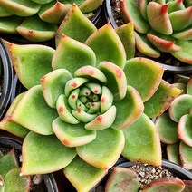 [해뜰다육] 매창(매혹의창) 다육식물 선인장