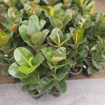 무배특가 인도고무나무 소피아고무나무 미세먼지제거식물 플랜테리어 실내공기정화식물 99S, 1개