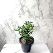 만리향나무 소형 만리향묘목, 1개