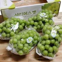 김천 샤인머스켓 고당도, 샤인머스켓 4kg 4-5수