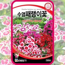 수염패랭이 씨앗 500립 꽃잔디 Sweet William 꽃씨 남천축초 참대풀이 죽화, 단품