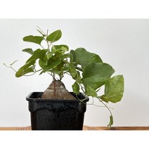 오!플랜트 실버타카 구갑룡 아프리카식물 덩굴식물, 1개