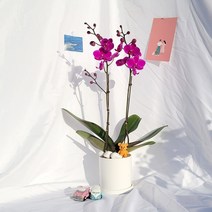 꽃필라나 호접란 만천홍 서양란 미니호접란 생화 농장직송, X