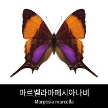 마르쎌라마페시아나비표본 Marpesia marcella