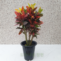 도희씨네 정원>> 컬러 센세이션!!! 대형 크로톤 850″ class=”wr-img”></a></div>
</div>
</div>
</div>
<div class=