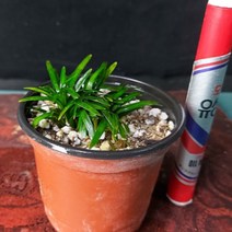 비비추 한라산서 형광잎식물 봄꽃 노지월동식물 화분 소형비비추 포트