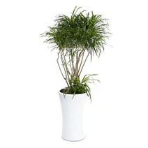 플라워리퍼블릭 자바1 공기정화식물 미세먼지식물 가습식물