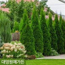 서양측백나무 키150cm 싸이프러스 울타리용, 04. 블루엔젤 키150cm 흙분, 1개