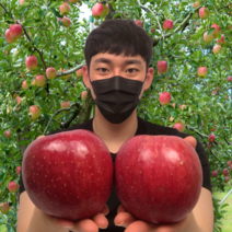 탐란다 17Brix 고당도 안동 부사 보조개 못난이 사과 5kg 10kg, 제수용 5kg 중과