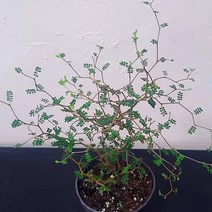 마오리 소포라 감성 반려식물 인테리어식물 고급식물 코로키아 26