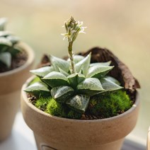 하월시아 옵투사 19종, 11 그린캔들