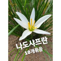 실난-나도샤프란-10개묶음/ 꽃말은 즐거움 지나간 행복입니다.
