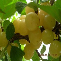 백앵두나무/접목1년(4주묶음)/묘목/c1401