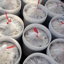 기장 생멸치 멸치젓갈 김장용 봄멸치 15k/20k/30k +거름망증정, 21년 15kg  삭은것+2kg 마리젓