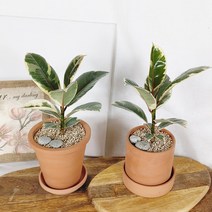 [토분 set] 키우기 쉬운 실내공기정화식물 반려식물 수채화 고무나무, 플라워 토분