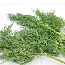 야채왕 허브 생잎 딜 Dill 1kg (실중량 0.9k - 1.0k ) 향신료