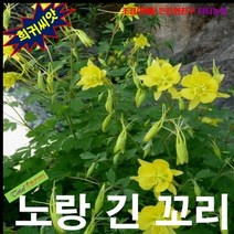 (희귀씨앗) 매발톱 노랑긴꼬리 15립