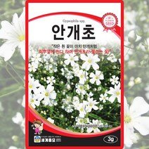 안개초 씨앗 안개초 씨 야생화 꽃 종자 종자 3g, 단품