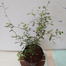 마오리 소포라