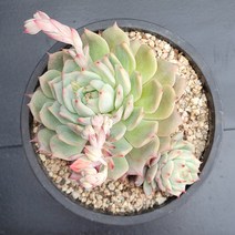 꽃다리 티피자연군생 17 다육식물 다육이 아이만배송, 1개