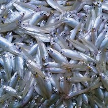 S. N. FOOD Frozen Kaski Anchovy 250g(1+1) 2p 냉동 멸치 250g(1+1), 2개, 250g