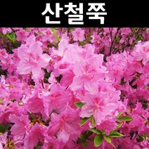 산철쭉 키30cm(뿌리) 1단 5주묶음/나무 묘목/꽃나무/조경용/철쭉류
