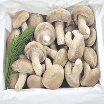 송이송향버섯(송화버섯 송고버섯) 농가직송 무농약친환경, 1box, 표준형1kg