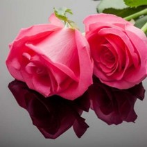캔들마노 [ 에센셜오일 ] 로즈앱솔루트(3%희석) Rose Oil(Absulute) 3% Dilution in Jojoba E.O, 10ml